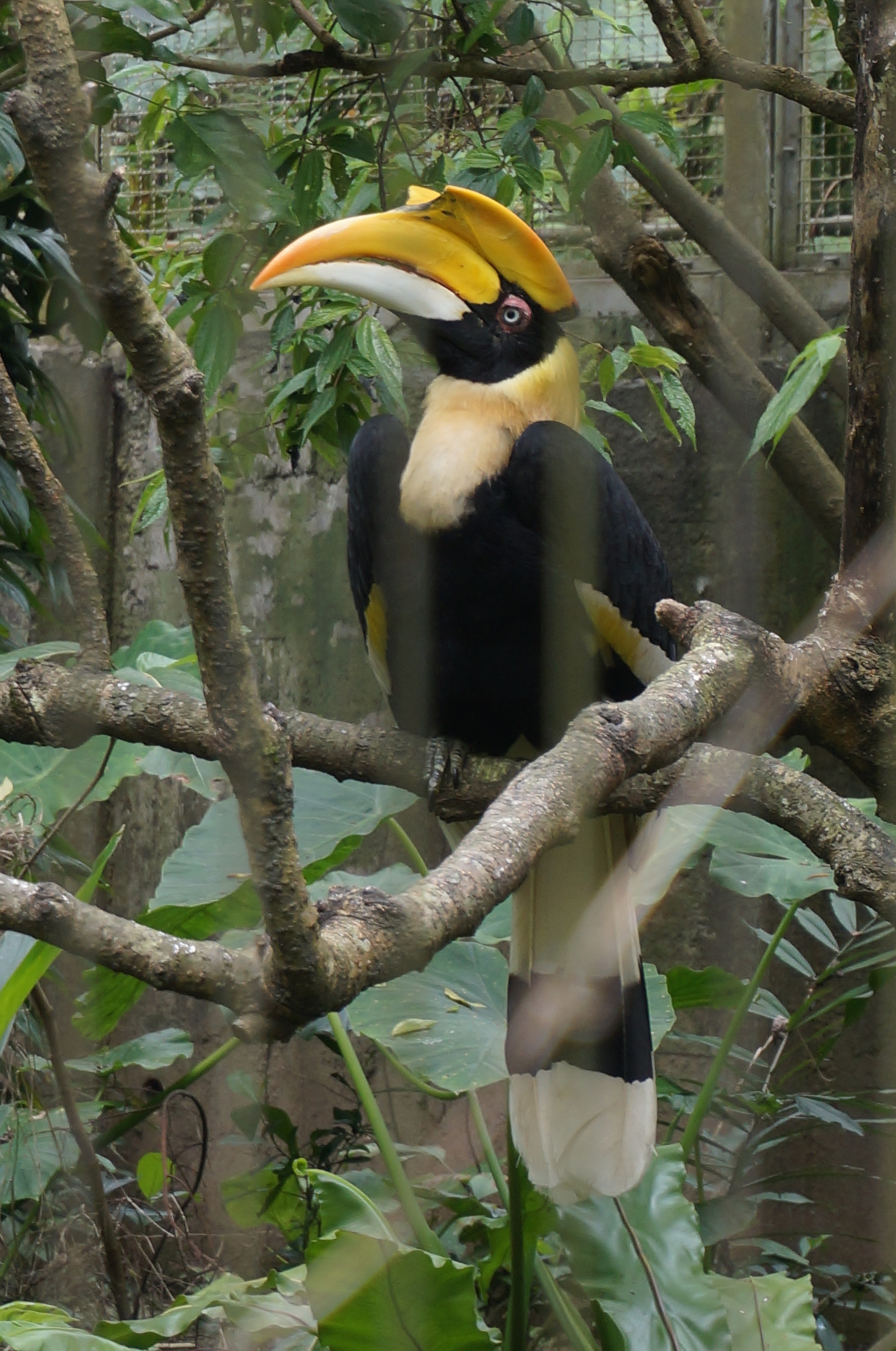 Auch ein Vogelhaus gab es im Zoo. Hier ein Tukan...