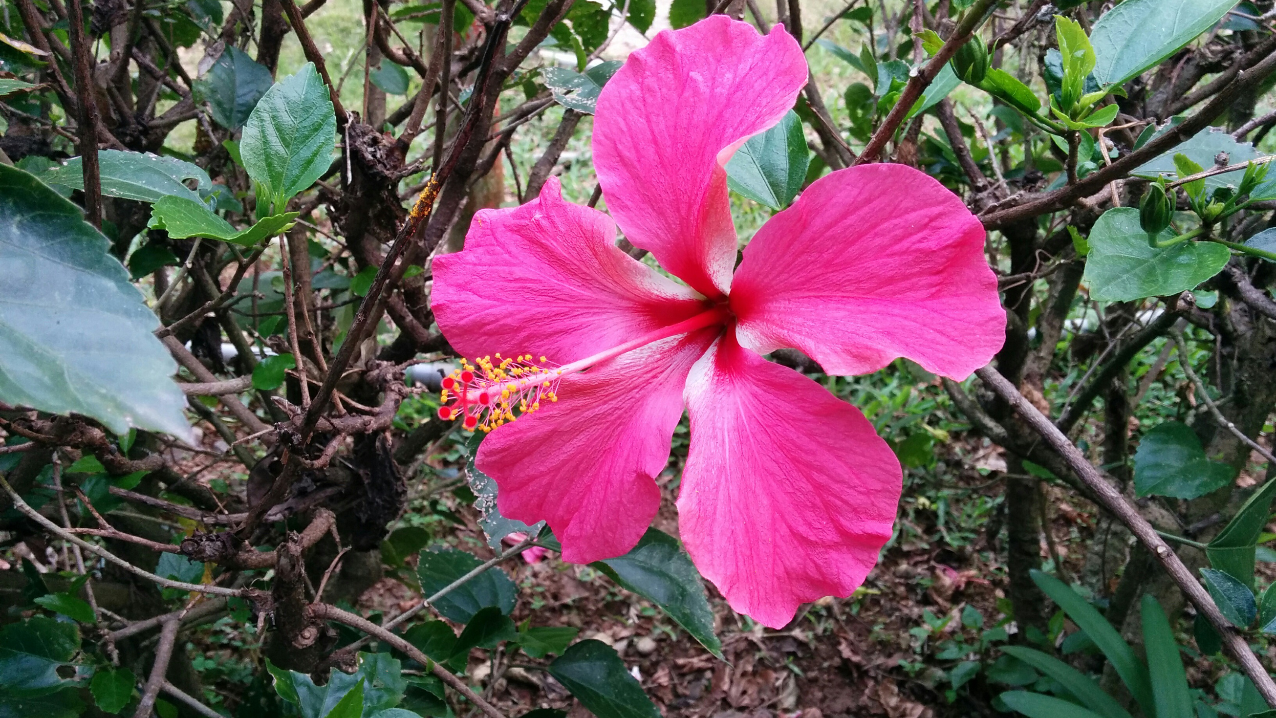 Auch in Taiwan: Hibiskus.