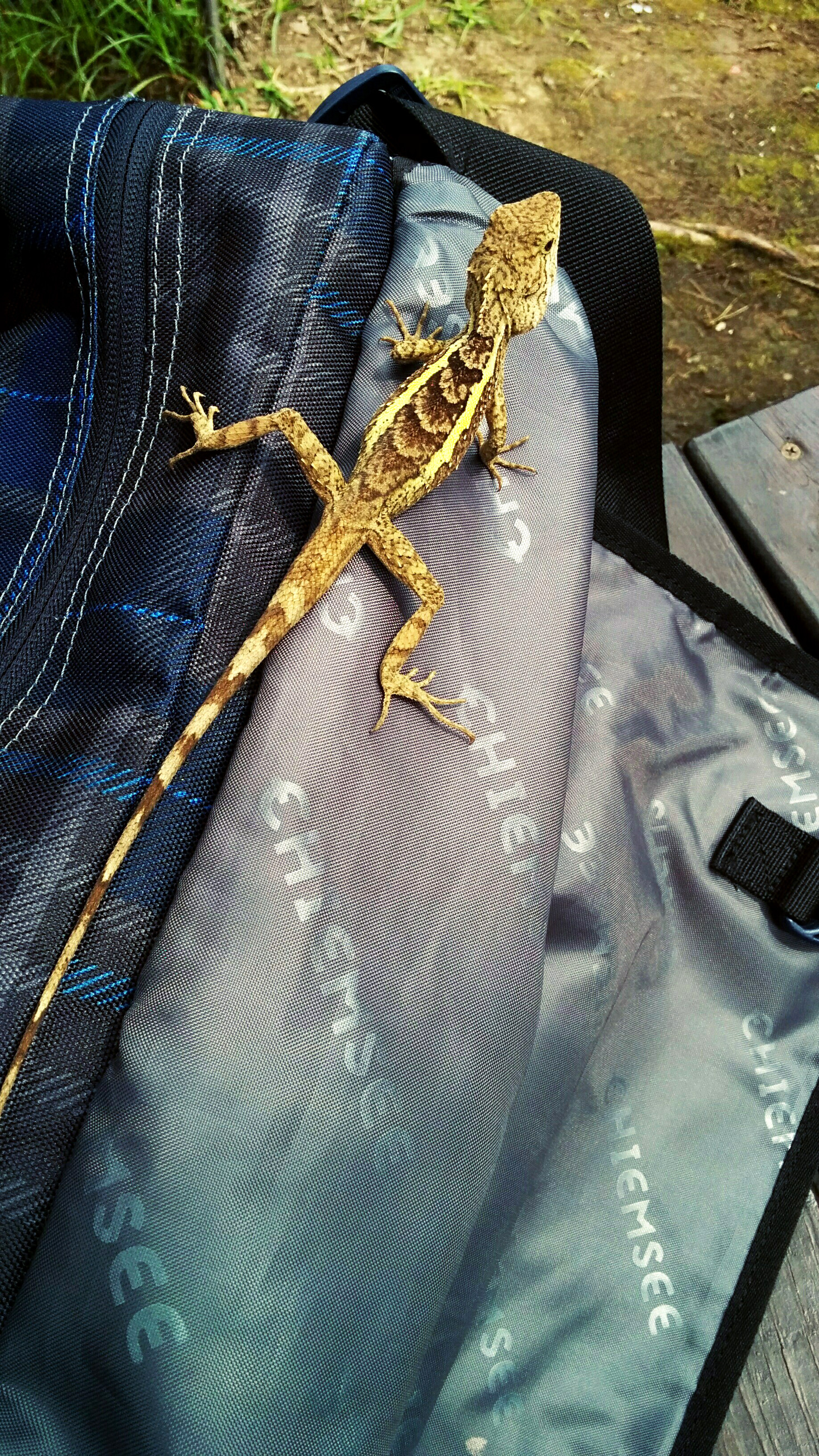 Im Zoo: Lustige Echse krabbelt auf meine Tasche herum.